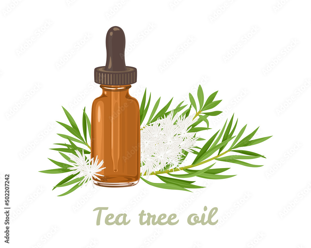 Tea tree essential oil. Amber glass dropper bottle and Melaleuca alternifolia leaf and white flowers isolated. Vector illustration in cartoon flat style. Tea tree essential oil. Amber glass dropper bottle and Melaleuca alternifolia leaf and white flowers isolated. Vector illustration in cartoon flat style.