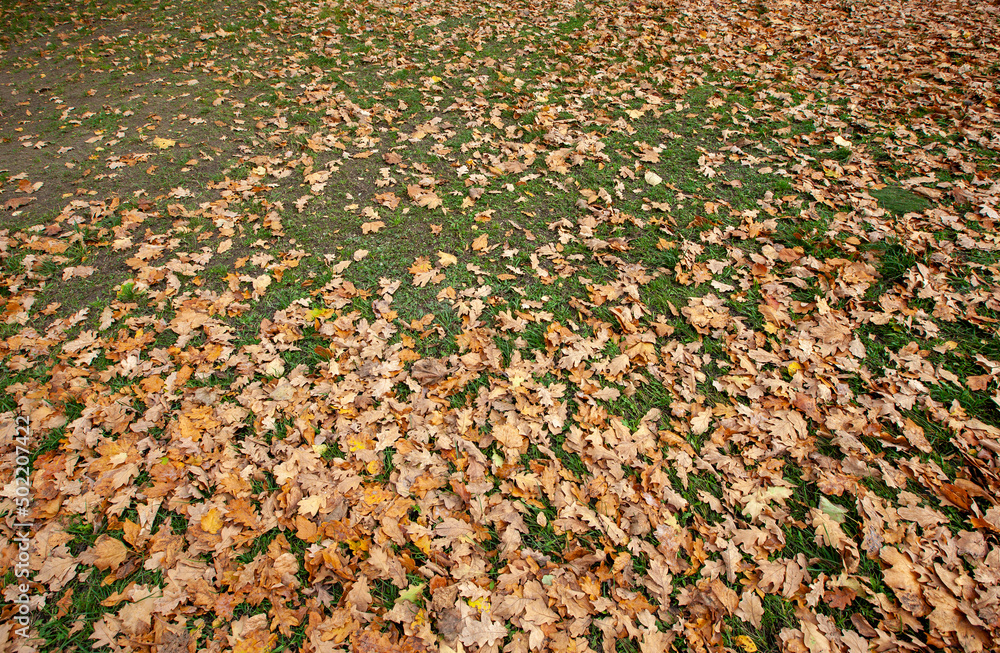 fallen autumn foliage of trees on green grass fallen autumn foliage of trees on green grass