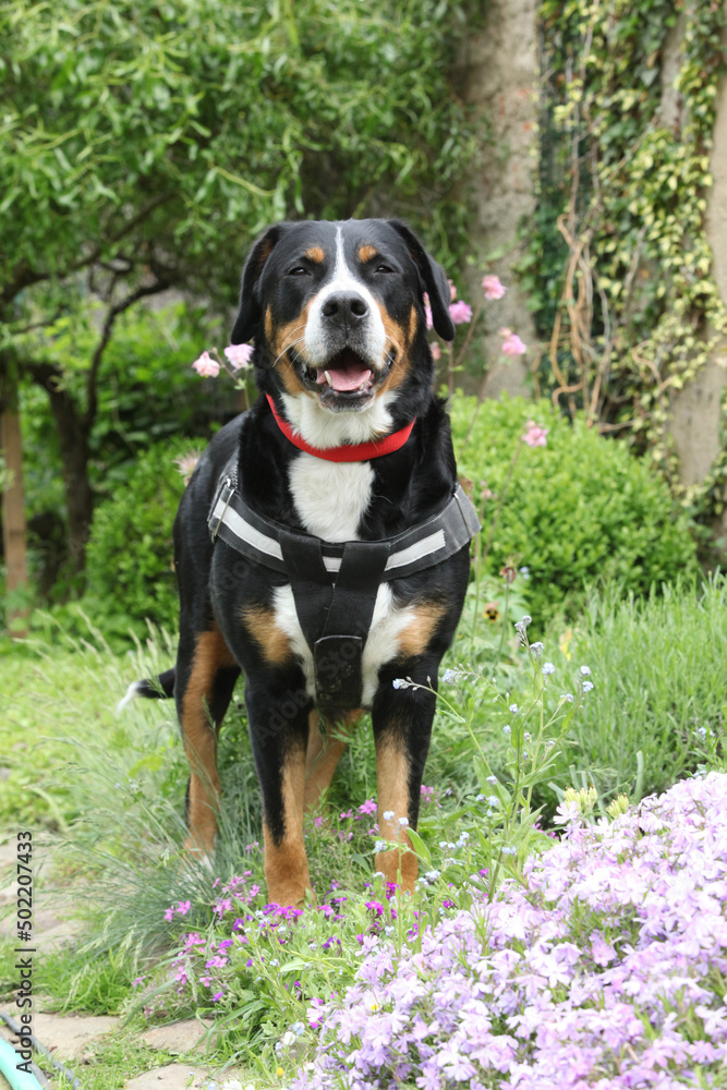 Bitch of Greater Swiss Mountain Dog Bitch of Greater Swiss Mountain Dog