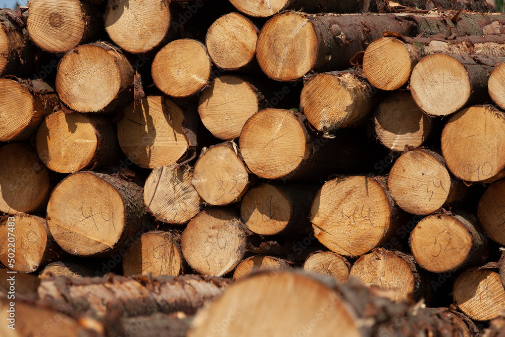 a large amount of pine wood during logging a large amount of pine wood during logging