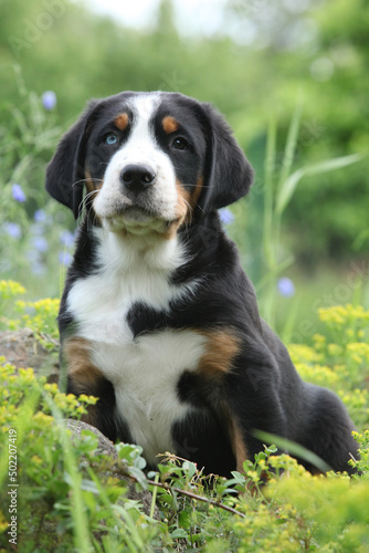 Amazing puppy in the garden