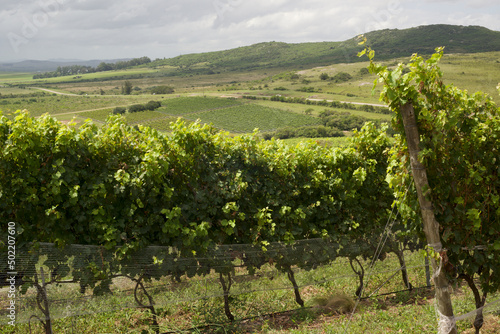 Scenic vineyard located near Punta Del Este, en Cerro del Torro, part of The Wine Roads (Los Caminos del Vino) of Uruguay photo