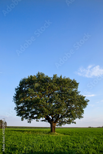 one oak tree growing in a field