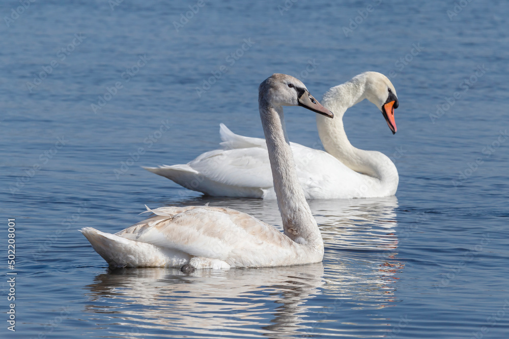 young and adult white swans swimming in a river