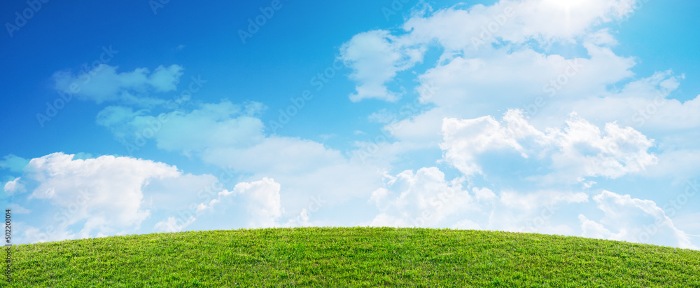 Fototapeta premium spring green grass field landscape and blue sky background
