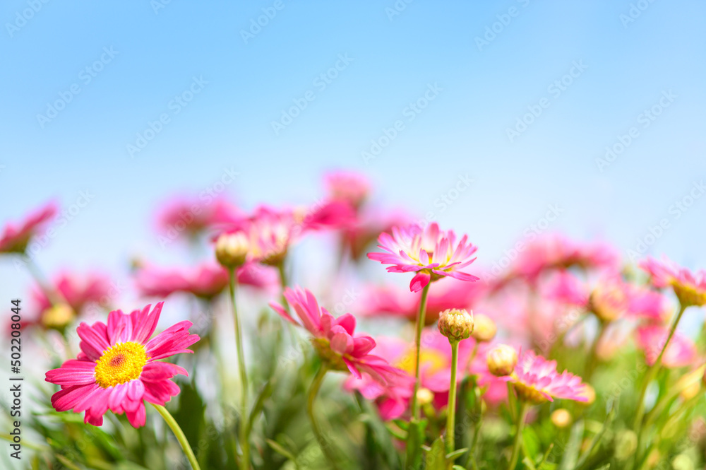 pink daisy flowers spring background