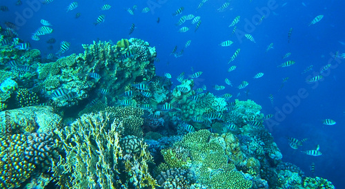 amazing coral reef and fish © Happy monkey