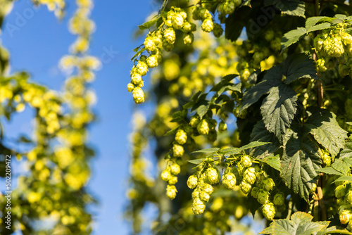 Hop field in Zatec region, Czech Republic photo