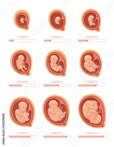 Fotografiet Fetal stages