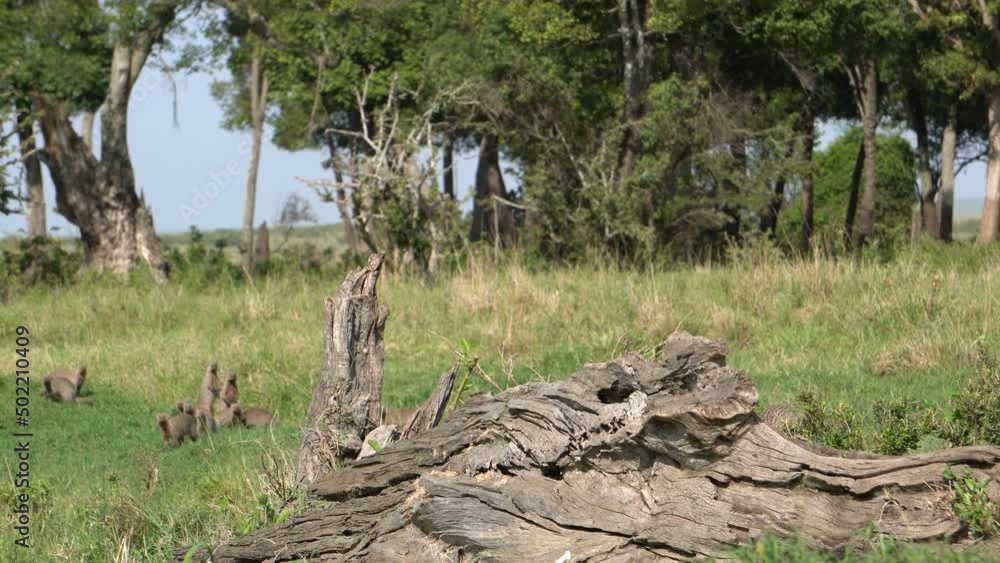 A worried ground horn bill flies away from a group of banded mongoose. A worried ground horn bill flies away from a group of banded mongoose.