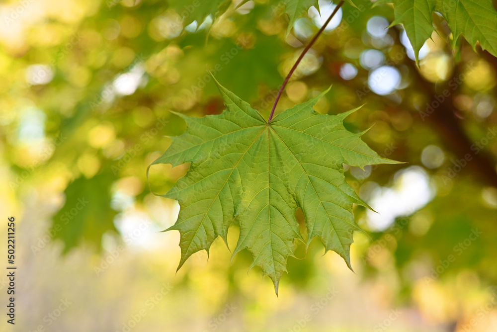 Summer maple leaves on a twig in the forest. Summer maple leaves on a twig in the forest.