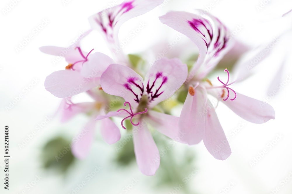 Pelargonium flower, close-up. macro photo.