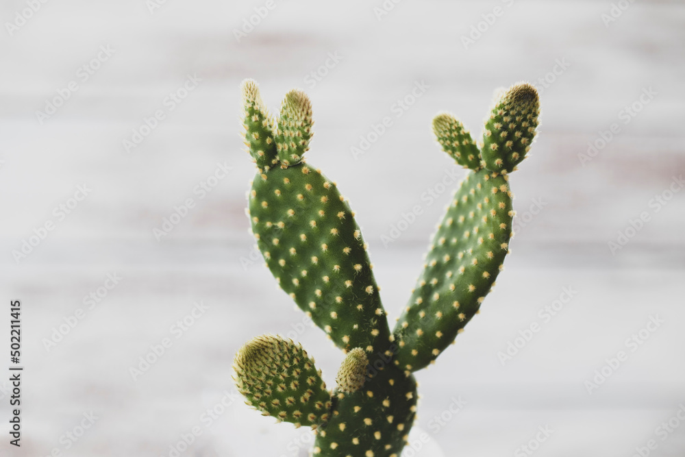 prickly cactus plant isolated macro photo on white background prickly cactus plant isolated macro photo on white background