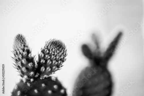 Fototapeta Naklejka Na Ścianę i Meble -  prickly cactus plant  isolated macro photo on white background