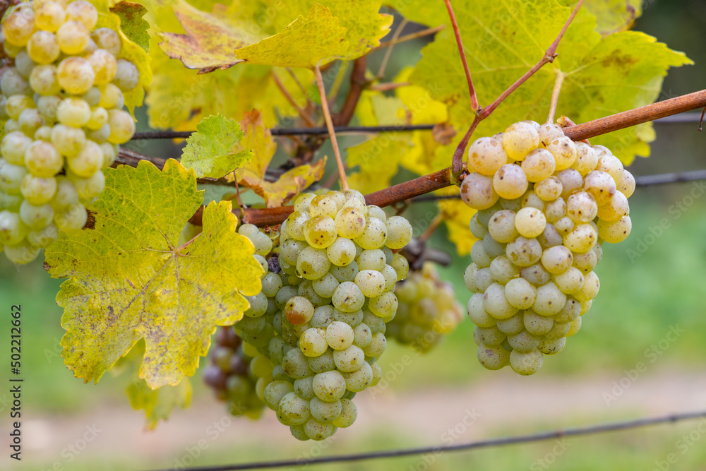 Grapes Riesling in autumn vineyard, Southern Moravia, Czech Republic