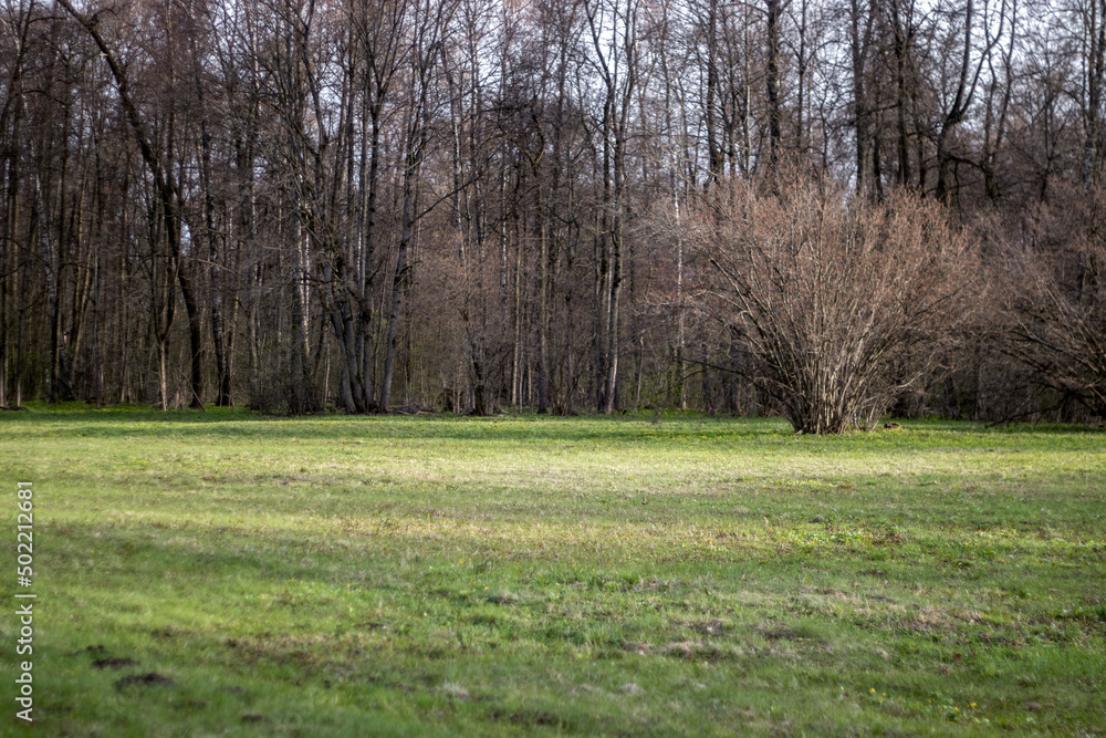 Panoramic view of the field and the forest on the horizon. Spring day on the field. Green field and forest on the horizon in spring. Grass turns green in the forest. Panoramic view of the field and the forest on the horizon. Spring day on the field. Green field and forest on the horizon in spring. Grass turns green in the forest.