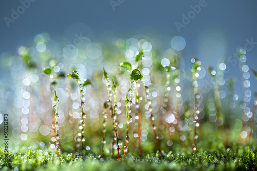 Beautiful moss rain background photo