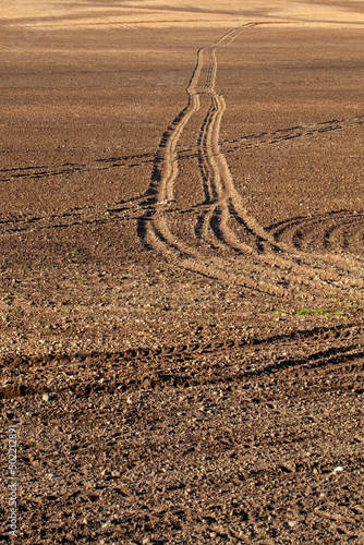 unpaved road with different plants growing on the side of the road photo