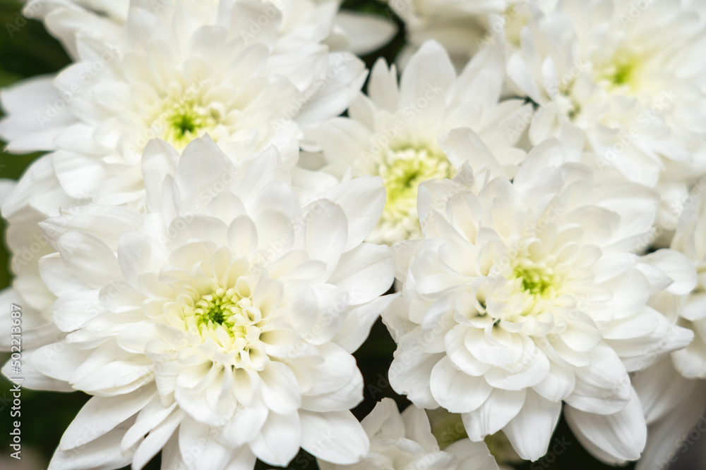 Beautiful white chrysanthemums close-up, top view