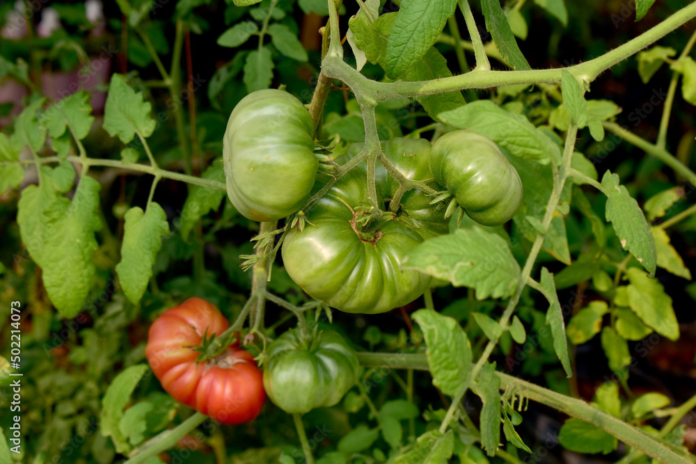 Fototapeta premium Organic of growth tomato in greenhouse