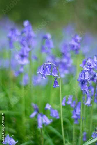 Bluebell Flower