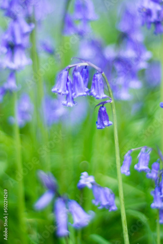 Bluebell Flower