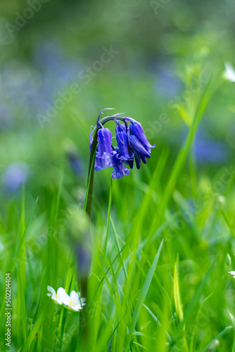 Bluebell Flower