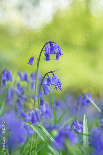 Bluebell Flower