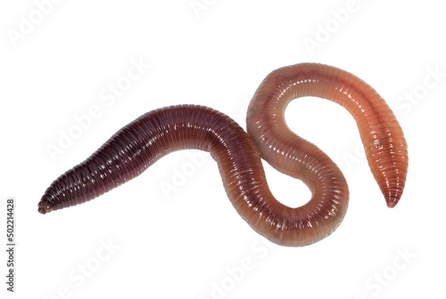 Earthworm isolated on a white