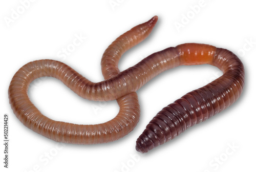 Wriggling earthworm on white background