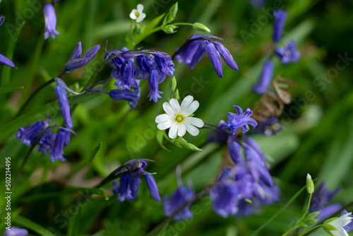 White Rabelera flower surronded by bluebell flowers photo