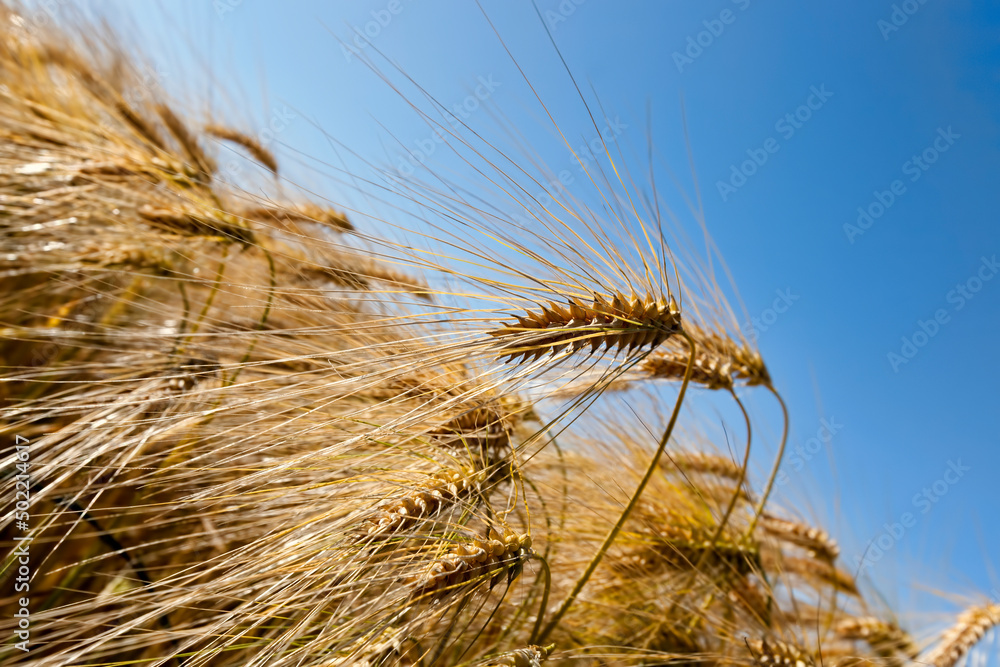 golden-colored ripe wheat in the field