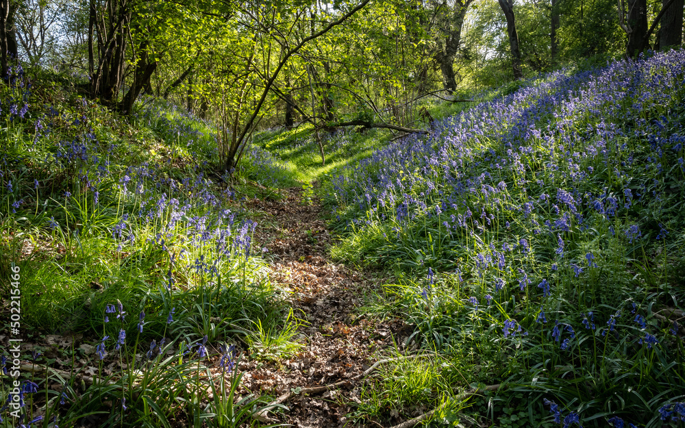 Footpath through a sunny English woodland in spring between banks carpeted with indigenous bluebells (Hyacinthoides non-scripta) Footpath through a sunny English woodland in spring between banks carpeted with indigenous bluebells (Hyacinthoides non-scripta)