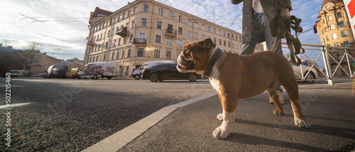 Beautiful dog bulldog on a walk around the city.