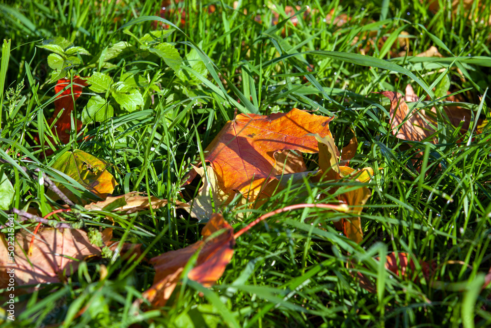 fallen autumn foliage of trees on green grass fallen autumn foliage of trees on green grass