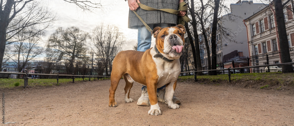 bulldog in walk with his owner