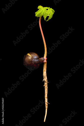 Принти на полотні Seedling of a Horse Chestnut or Buckeye tree (Aesculus hippocastanum) showing a root and leaves sprouting from the large conker seed