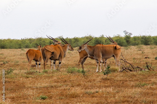 herd of eland antelope in the open plains