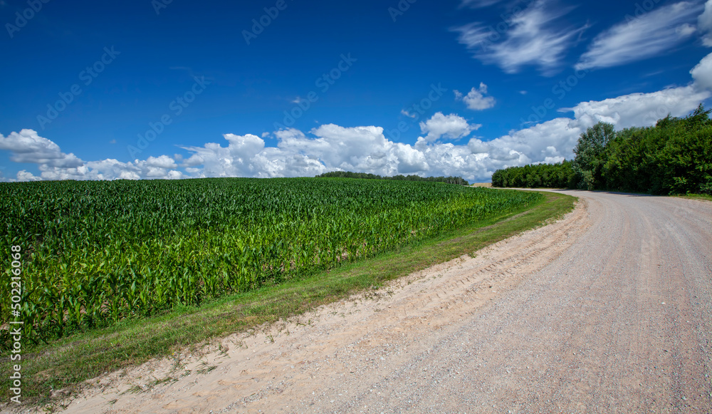 Naklejka premium unpaved road with different plants growing on the side of the road