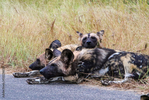 group of wild dog resting