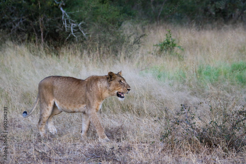 lioness on the prowl lioness on the prowl
