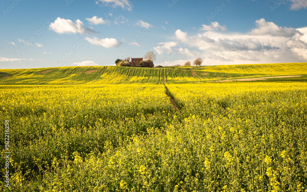 A field of yellow rapeseed flowers on a bright spring day with blue sky and an isolated farmhouse.