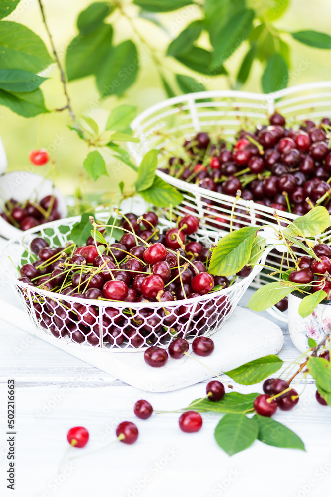 Freshly gathered juicy red cherries in white metal containers closeup , red cherries in garden on white wooden table in cherry tree leaves background Freshly gathered juicy red cherries in white metal containers closeup , red cherries in garden on white wooden table in cherry tree leaves background
