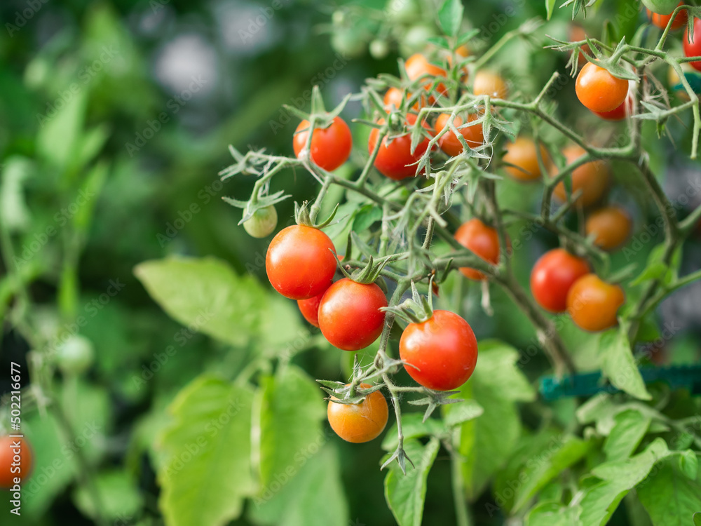 Close up of cherry tomatoes growing in a vegetable garden Close up of cherry tomatoes growing in a vegetable garden