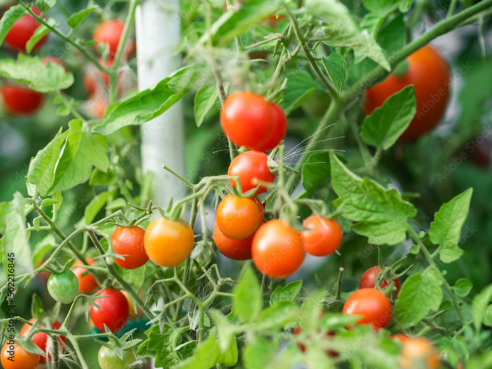 Close up of cherry tomatoes growing in a vegetable garden