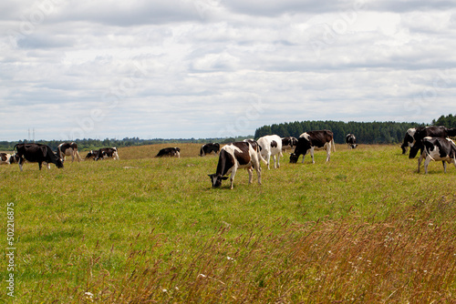 grazing a herd of cows in a field with green grass in summer