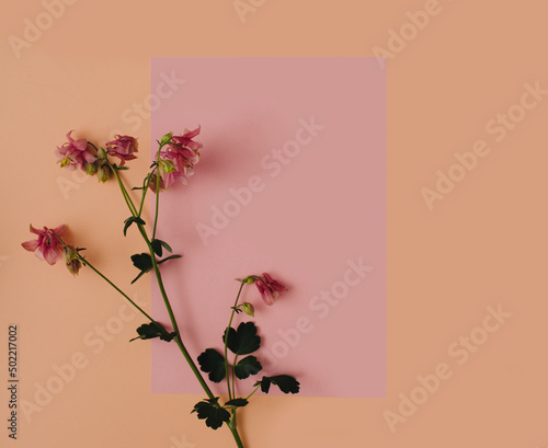 Pink peach blossom background with space for a message