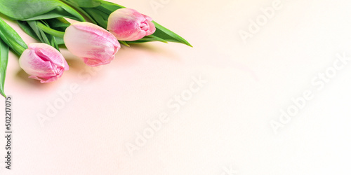 Fototapeta Naklejka Na Ścianę i Meble -  Festive spring banner with fresh pink tulips on pastel pink. Copy space.