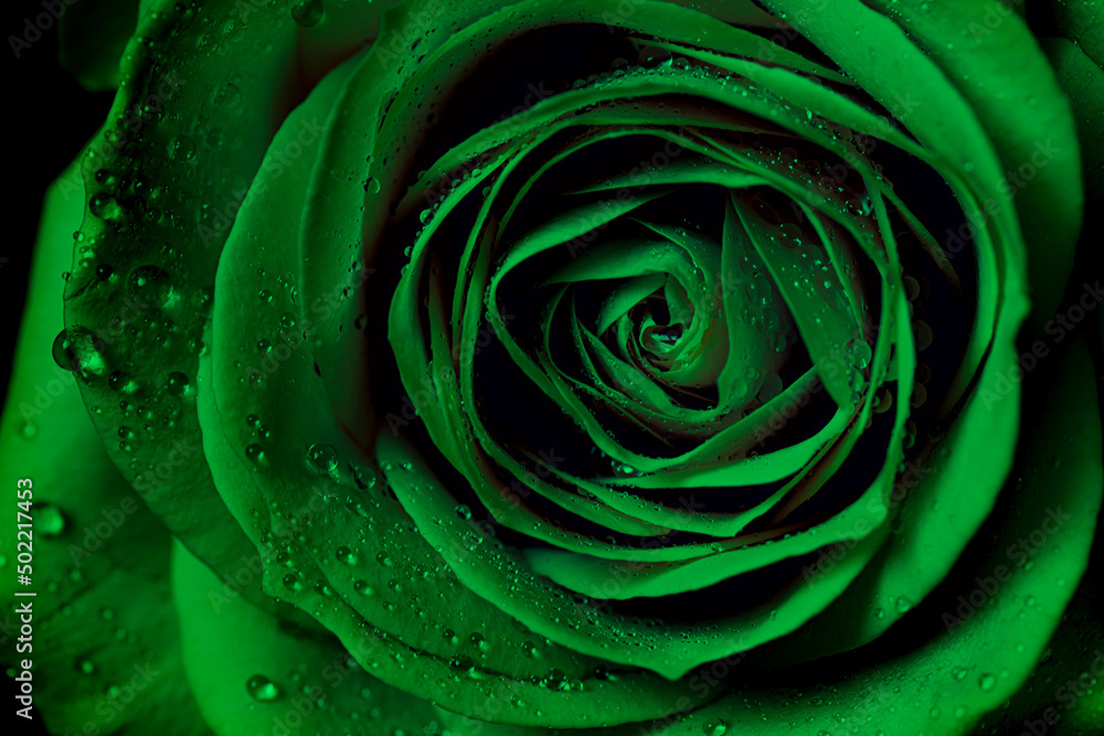 green rose background green rose background