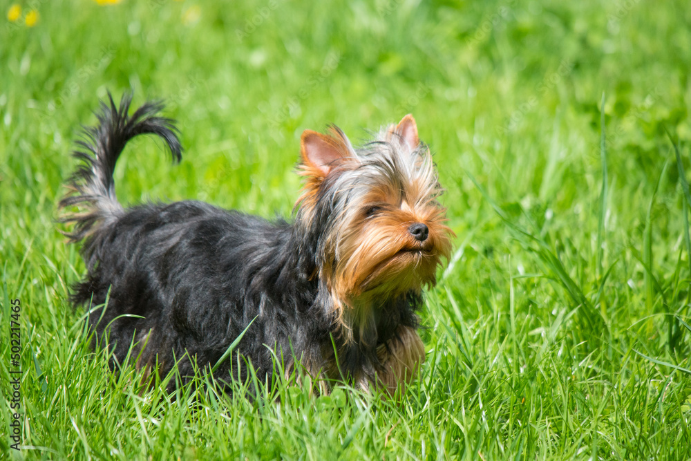 Yorkshire terrier puppy on a green lawn